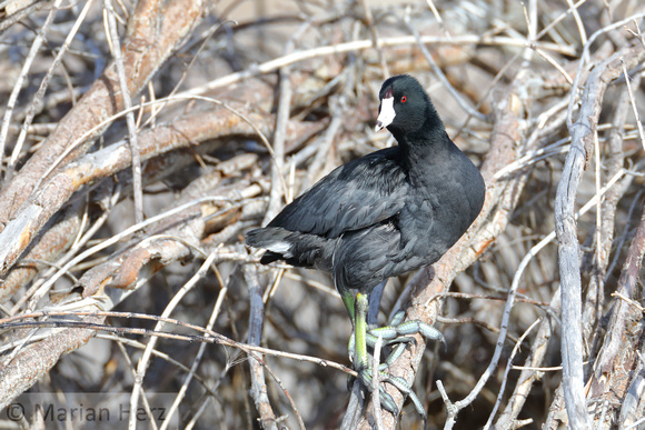 15American Coot