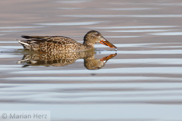 20Northern Shoveler F  (1)