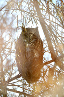 19Great Horned Owl  (2)