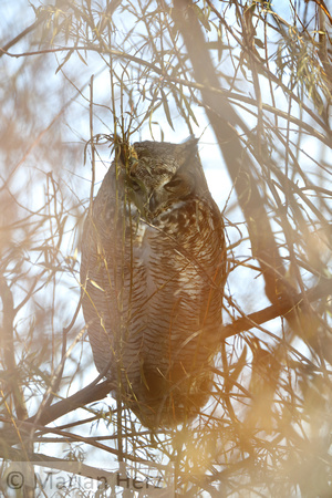 19Great Horned Owl  (2)