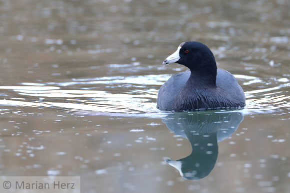 1American Coot