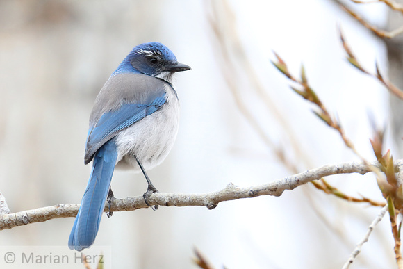 3Western Scrub Jay (8)