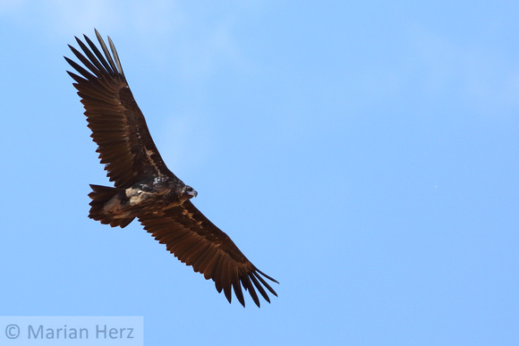 482IF Cinereous Vulture