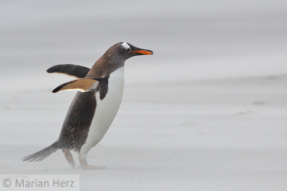 58SL Gentoo Penguin in Blowing Sand