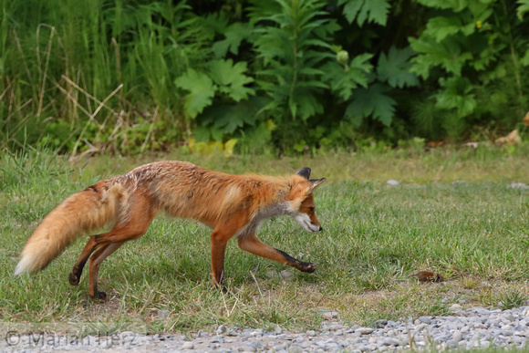 107SSC Red Fox with Vole