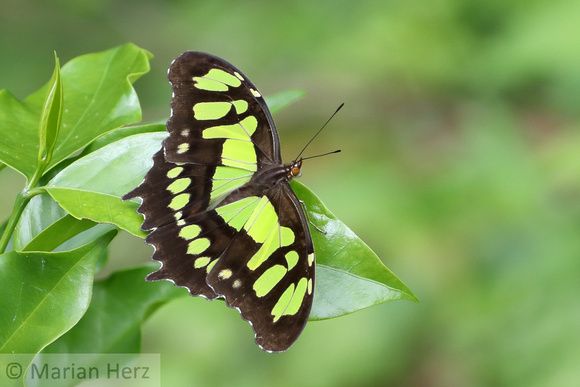 109SB Malachite Butterfly (10)