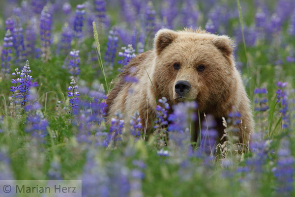 139SSC Brown Bear Crimp in Lupines
