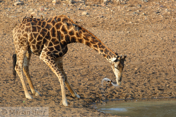 226Shin Giraffe Drinking (3)