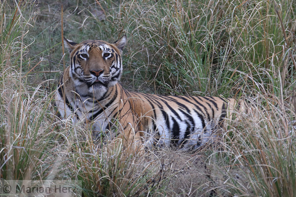 238Sat Bengal Tiger (13)