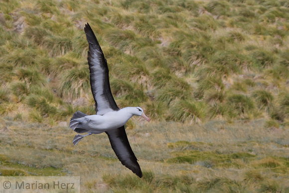 379WP Black-browed Albatross