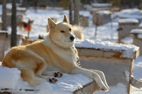 4Ch Sled Dog