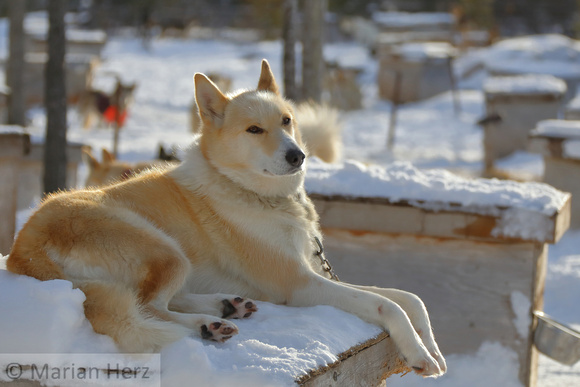 4Ch Sled Dog