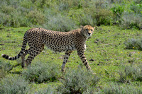 1040Ng Cheetah