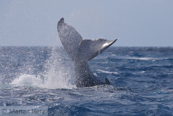 41SB Humpback Whale Calf 8A Silver Banks, DR