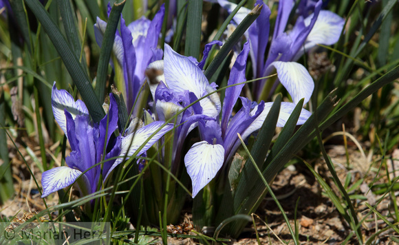 86Bag Irises