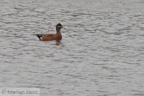 2OA American Widgeon