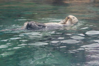 9OA Sea Otter