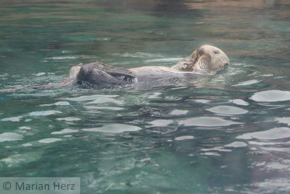 9OA Sea Otter