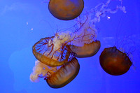 9OA Sea Jellies