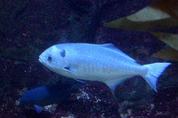 11OA Fish