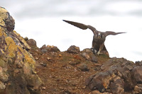 18YH Peale's Peregrine with Prey