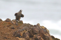 19YH Peale's Peregrine with Prey