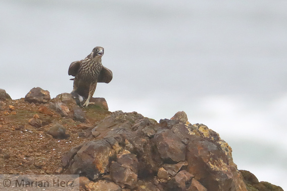 19YH Peale's Peregrine with Prey