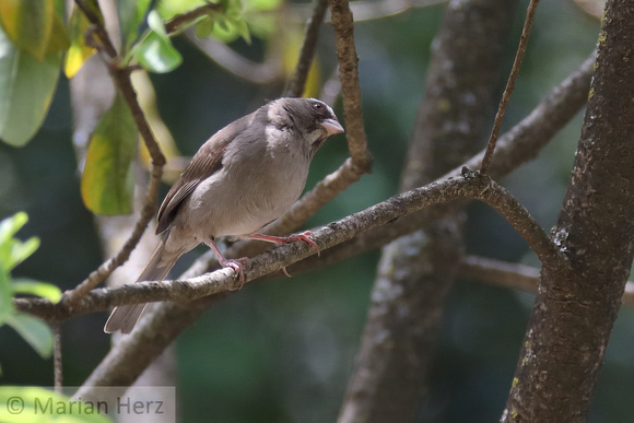 2Ad Brown-rumped Seedeater E (1)