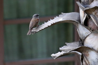 16Ad Grey-headed Sparrow