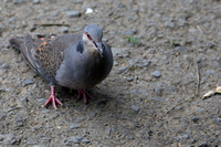 18Ad Speckled Pigeon
