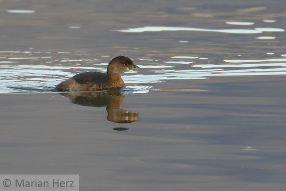17CL Pied-billed Grebe (8)