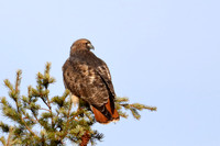 18CL Red-tailed Hawk (1)