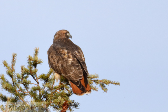 18CL Red-tailed Hawk (1)