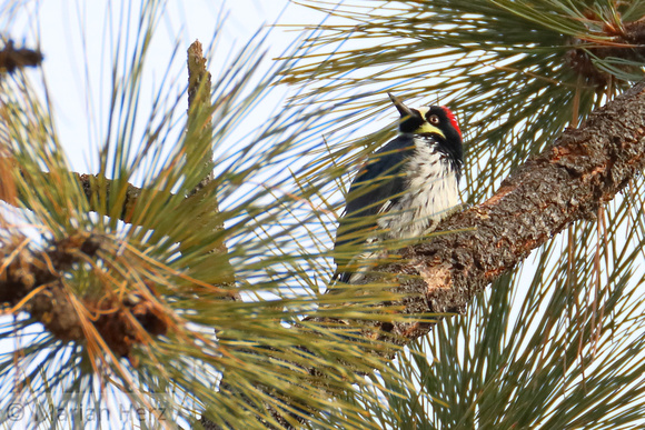 21KF Acorn Woodpecker (4)