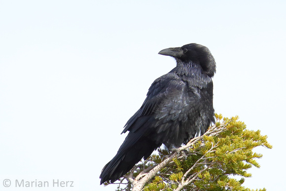 7CL Common Raven (3)