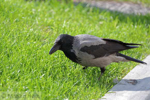 5NG Hooded Crow