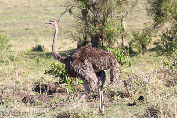 325Ash Common Ostrich