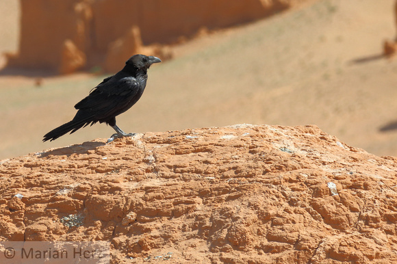 288Kho Large-Billed crow