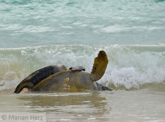 393Flor Green Sea Turtles Mating