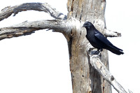 17WL Common Raven