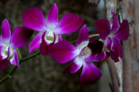 1CR Orchid