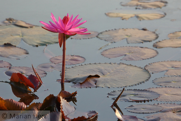 449AW Water Lily (1)