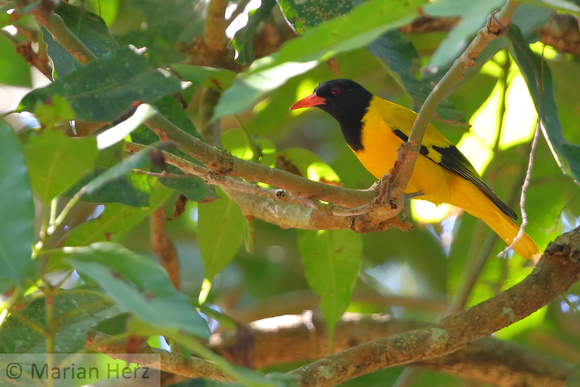 2CT Black-hooded Oriole (5)