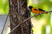 3CT Black-hooded Oriole (6)