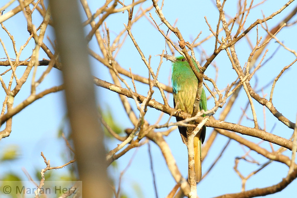 5CT Blue-bearded Bee Eater (2)