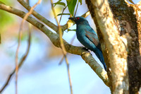 22CT Asian Fairy Bluebird F (6)