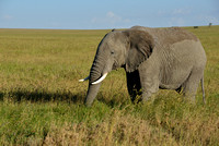 359Ser Elephant