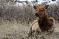 15Yel Elk (2)
