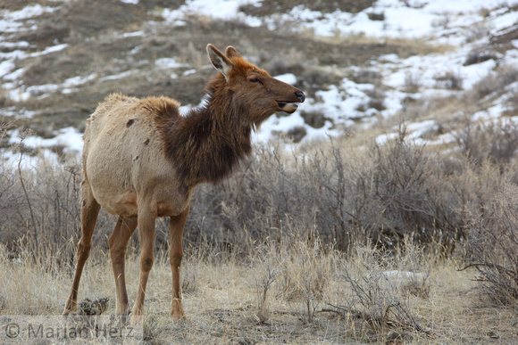 16Yel Elk (5)