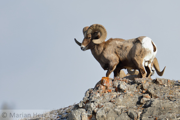 32Yel Bighorn Sheep (1)